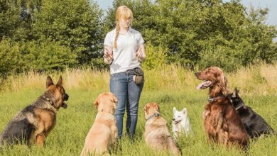 Photo of The Benefits of Obeying Commands: What it Does For You and Your Dog