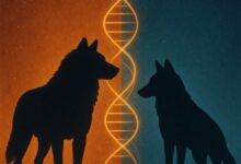Photo of Colossal Biosciences Uncovers Genetic Links Between Dire Wolves and Modern Canids